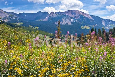 Colorado Rocky Mountain Wildflowers In Late Summer Stock Photo
