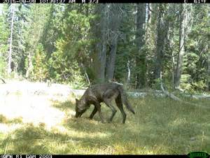 Howling Good Time Photos Show First Wild California Wolf Pack In
