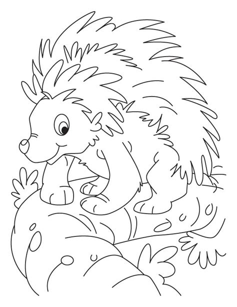 Porcupine Coloring Page At GetColorings Com Free Printable Colorings Pages To Print And Color