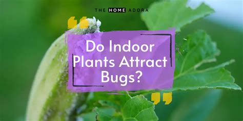 Do Indoor Plants Attract Bugs The Home Adora