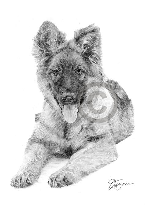 German Shepherd Puppy Dog Pencil Drawing Artwork A4 Size By Uk Artist