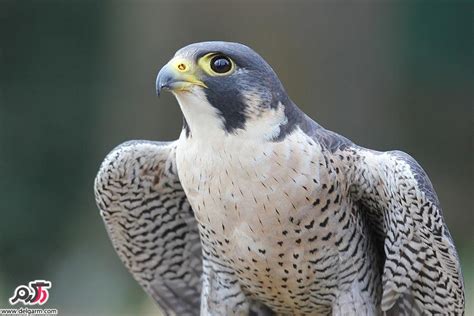 شاهین بحری Falco Peregrinus شکارچی کبوتر