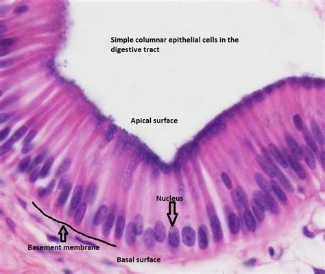Simple Columnar Epi Similar To Cuboidal Except That Cells Are Taller