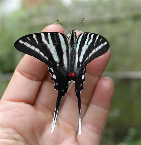 On The Wing How To Grow A Zebra Swallowtail Butterfly
