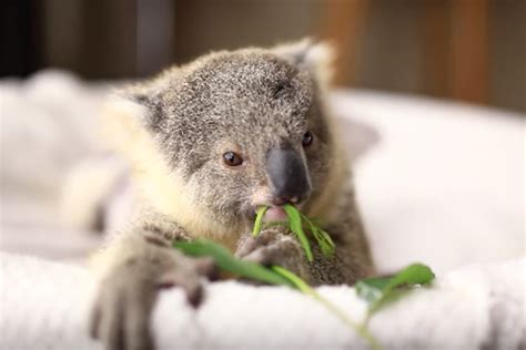 famous koala mom and her cling on joey released back into the wild success stories earth