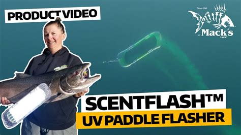 Scentflash Uv Paddle Flasher A Game Changer For Salmon Youtube