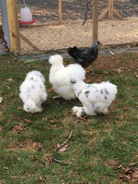 Silkie Sexing BackYard Chickens Learn How To Raise Chickens