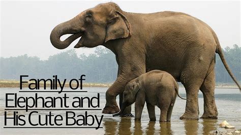 National Park Video Elephants Cuteness Alert Baby Elephant Baby