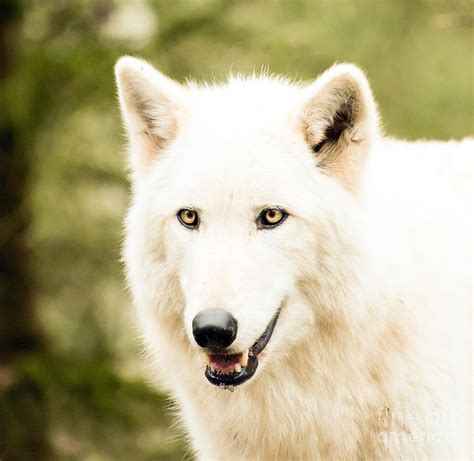 Headshot Of A White Wolf Photograph By Mary Jane Armstrong