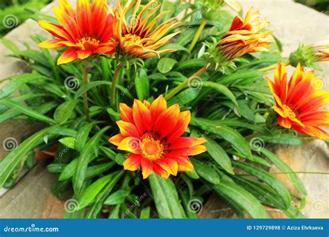 Bright Orange Yellow Flowers In The Garden Stock Photo Image Of Rich