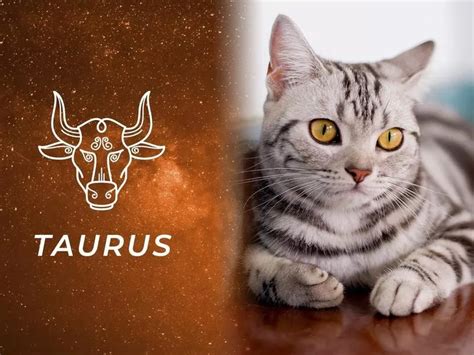 Best Cat Breeds For 12 Zodiac Signs Knowinsiders