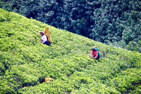 5 Jours Dans Les Montagnes Et Les Plantations De Thé Au Sri Lanka
