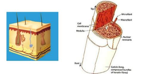 Check spelling or type a new query. All About Different Types of Proteins in Hair Products