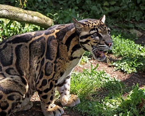 Clouded Leopard Facts Clouded Leopard Habitat And Diet Animals