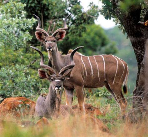 In our list of animals with horns, animalwised looks at the different types of horns on display and explains their uses (where possible). African Horned Animals | GREATER KUDU - Spiral-horned High-jumper | African wildlife, Wildlife ...