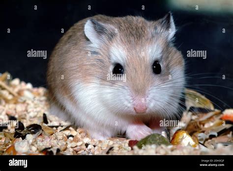 Desert Hamster Phodopus Roborovskii Fotografías E Imágenes De Alta