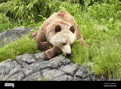 Sleeping Brown Baby Grizzly Bear Stock Photo Alamy