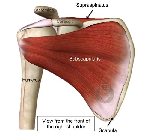 Shoulder Muscles Diagram Anatomy Of The Human Shoulder Joint This