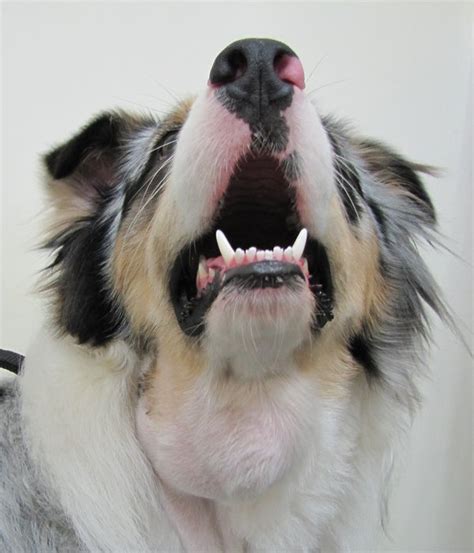 Doenças Das Glândulas Salivares Smile 4 Pets Especialidades