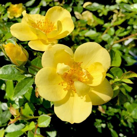 Oso Easy Lemon Zest Rose 3 In 2022 Plants Planting Roses Rose