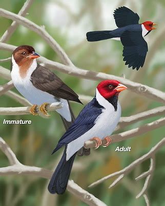 11 Jenis Burung Pemakan Biji - Bijian dari Berbagai Negara | Cerita Idola