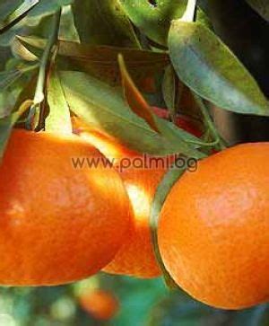 Citrus varieties grafted on Poncirus Trifoliata rootstock