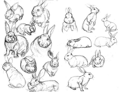 Rabbit Sketches By ~fiszike On Deviantart Character Design