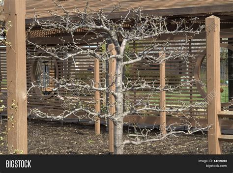 Apple Tree On Trellis Image And Photo Bigstock