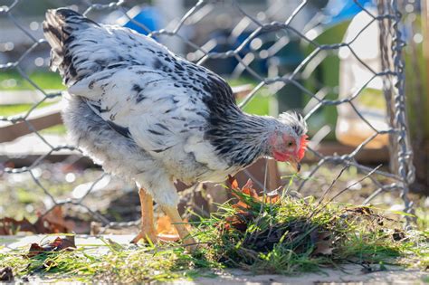 Cream Legbar Chicken Care Egg Production And History Know Your Chickens