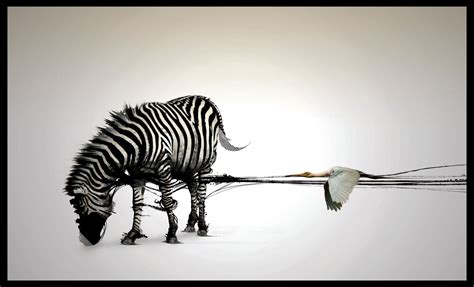 Download Animal Zebra 4k Ultra Hd Wallpaper