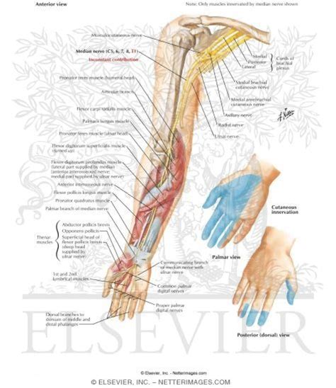 Median Nerve