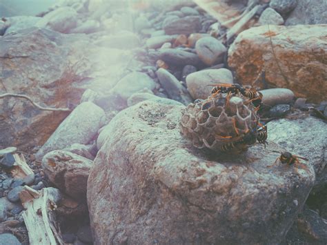 Ilmaisia Kuvia Rock Villieläimet Vedenalainen Biologia Kilpikonna