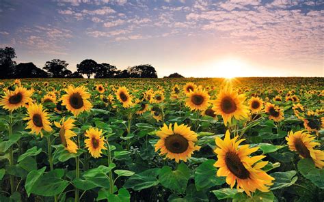 Sunflower Field Image Sunflower At Sunset Summer Wallpaper