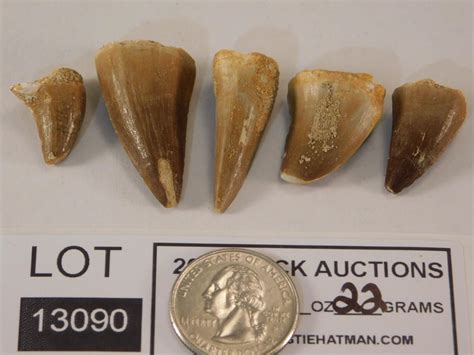Sold Price Dinosaur Teeth Fossilized Fossil December 6 0119 800 Am Cst