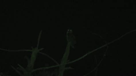 A Night Time Owl Youtube