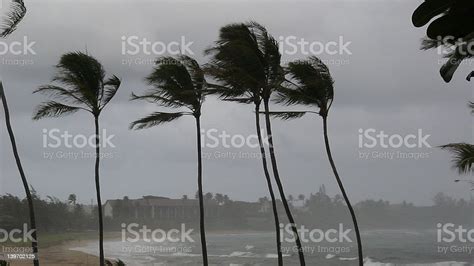Hurricane Palms Stock Photo Download Image Now Hurricane Storm