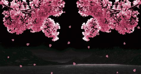 Unduh 65 Wallpaper Bergerak Bunga Sakura Hd Gratid Wallpaper Keren