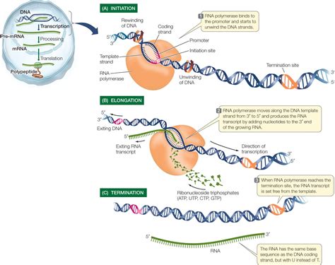 Transcription Process From Dna To Mrna Skills To Learn Gcse Biology