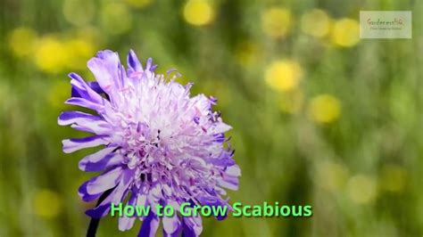 Scabious Growing Guide By Gardenershq Youtube