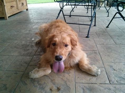 These are half english cream and half american red puppies! Jkie is a two year old male. #GRRNT Golden Retriever ...