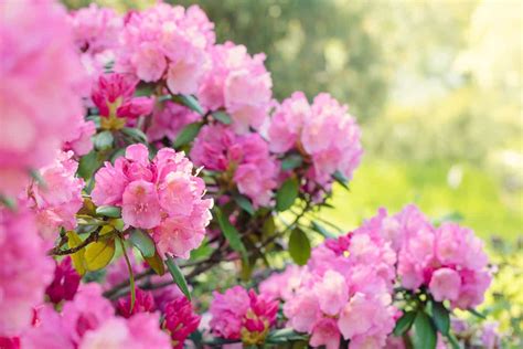 11 Shrubs For Shade That Grow Well In Zone 6