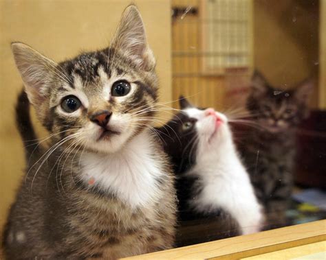 Pet adoption pet adoption is an important decision for you and your family. The gallery for --> Petsmart Kittens