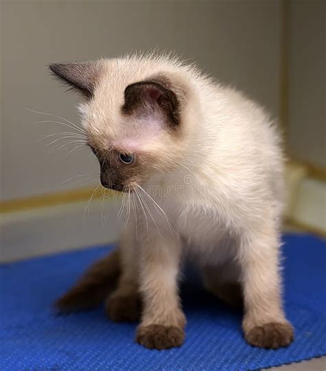Little Fluffy Siamese Kitten Stock Image Image Of Kitty Curiosity