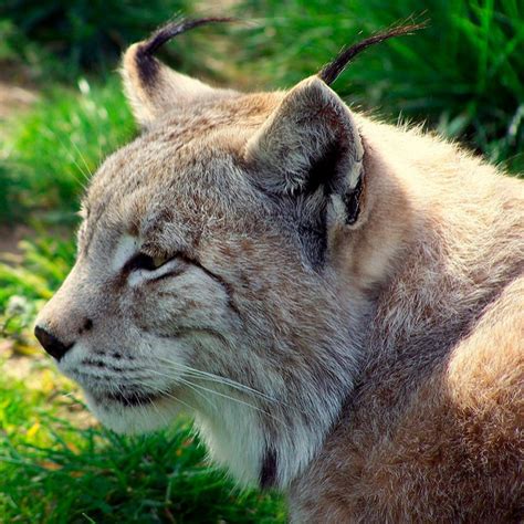 Causas de que los animales estén en peligro. 10 animales de Extremadura en peligro de extinción ...