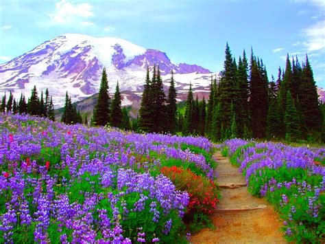 Flower Field In The Mountains Hd Wallpaper Background