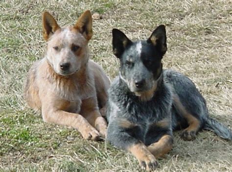 216 Best Blue And Red Heeler Cattle Dogs Images On Pinterest