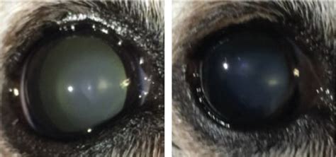 Cataracts And The Cavalier King Charles Spaniel