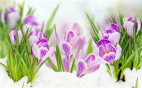 Hd Wallpaper Crocuses Flowers Snow Leaves Spring Purple Plant