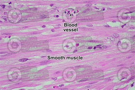 Mammal Smooth Muscle Longitudinal Section 500x Smooth Muscle