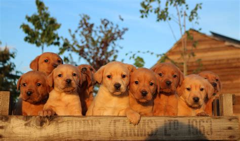 labrador retriever puppies for sale white hall ar 197691